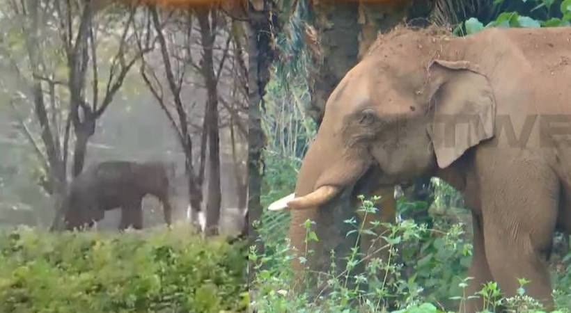 ലക്ഷ്യം കണ്ടു: മസ്തകത്തിൽ മുറിവേറ്റ കാട്ടാനയെ മയക്കുവെടി വെച്ചു; ചികിത്സ ആരംഭിച്ചു