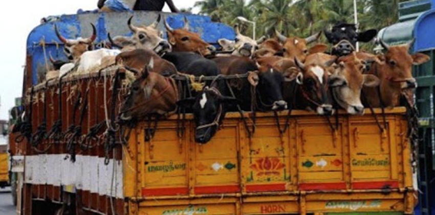 ‘ഉണർന്നിരിക്കാൻ കണ്ണിൽ മുളക് തേയ്ക്കുന്നത് ക്രൂരം, കണ്ടെയ്നറിൽ കാലികളെ കടത്തുന്നതിൽ മാര്‍ഗരേഖയുമായി മദ്രാസ് ഹൈക്കോടതി