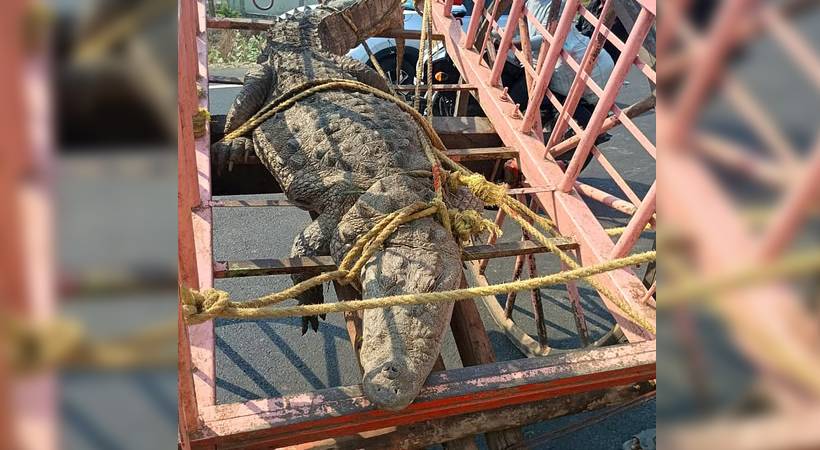 കൃഷിയിടത്തിലേക്കുള്ള വൈദ്യുതി സ്ഥിരമായി തടസ്സപ്പെടുന്നു; ജീവനുള്ള മുതലയെ കൊണ്ടുവന്ന് കർഷകരുടെ പ്രതിഷേധം