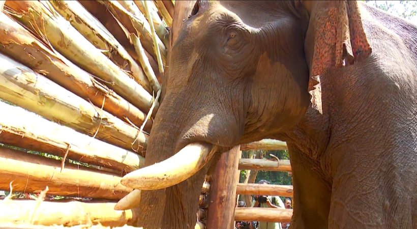 ഒരടി ആഴത്തിലെ മുറിവിലെ വേദന താങ്ങാനാകാതെ കൊമ്പന് മടങ്ങി; മസ്തകത്തില് മുറിവേറ്റ അതിരപ്പള്ളിയിലെ ആന ചരിഞ്ഞു