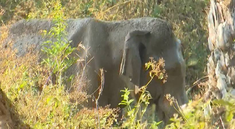 മസ്തകത്തിൽ മുറിവേറ്റ ആനയെ പിടികൂടി ചികിത്സിക്കുന്നതിനുള്ള ദൗത്യം ഇന്ന്; ദൗത്യം ദുഷ്കരമെന്ന് വനംവകുപ്പ്