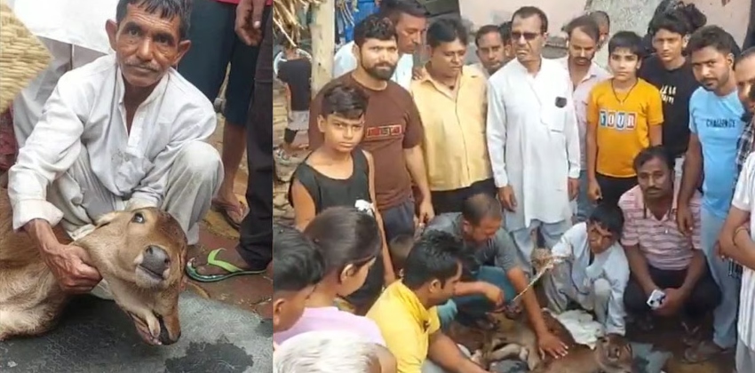 രണ്ട് തലയും മൂന്ന് കണ്ണുകളുമുള്ള പശുകിടാവ് പിറന്നു