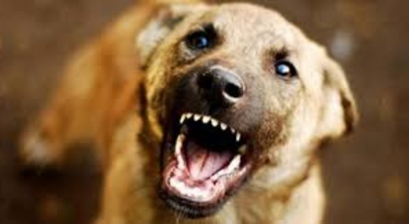 കണ്ണൂര് നഗരത്തില് രണ്ട് ദിവസത്തിനിടെ തെരുവുനായയുടെ കടിയേറ്റത് 72 പേര്ക്ക്