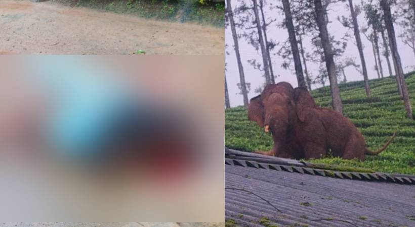 നീലഗിരിയിൽ കാട്ടാന ആക്രമണം; എസ്റ്റേറ്റ് തൊഴിലാളി കൊല്ലപ്പെട്ടു