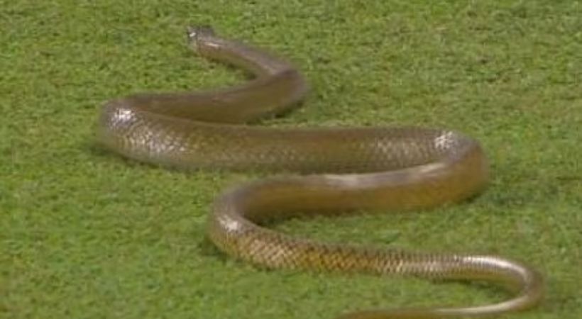 ശ്രീലങ്ക-ബംഗ്ലാദേശ് മത്സരത്തിനിടെ പിച്ചില്‍ പാമ്പ്; പ്രേമദാസ സ്റ്റേഡിയം പാമ്പുകളുടെ ഡെര്‍ബി തന്നെയെന്ന് ക്രിക്കറ്റ് ആരാധകര്‍.