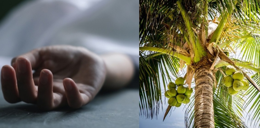 കരിക്കിടാൻ തെങ്ങിൽ കയറി; യുവാവ് തെങ്ങിന് മുകളിൽ ഇരുന്ന് മരിച്ചു