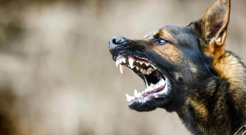 ആശങ്കയായി പേവിഷ മരണങ്ങള്‍; ഈ വര്‍ഷം പേവിഷബാധ സ്ഥിരീകരിച്ച 19 പേര്‍ മരിച്ചു