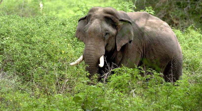 ഗൂഡല്ലൂരിൽ വീണ്ടും കാട്ടാന ആക്രമണം; തോട്ടം തൊഴിലാളി മരിച്ചു