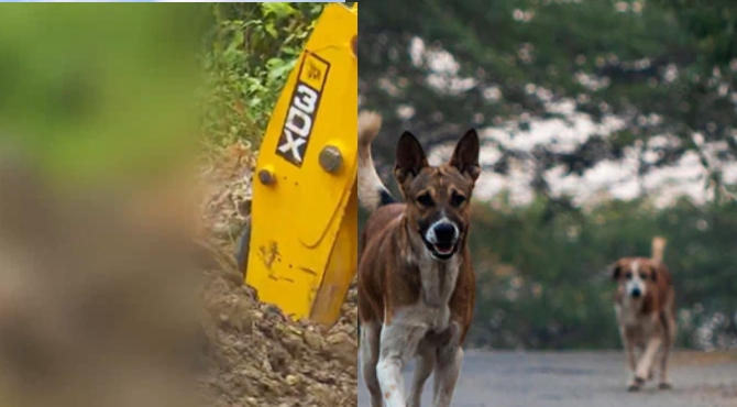 തെരുവുനായ്ക്കളെ കുഴിച്ചുമൂടിയെന്ന പരാതി; പൊലീസ് പരിശോധനയിൽ നാല് നായ്ക്കളുടെ ജഡം കണ്ടെത്തി