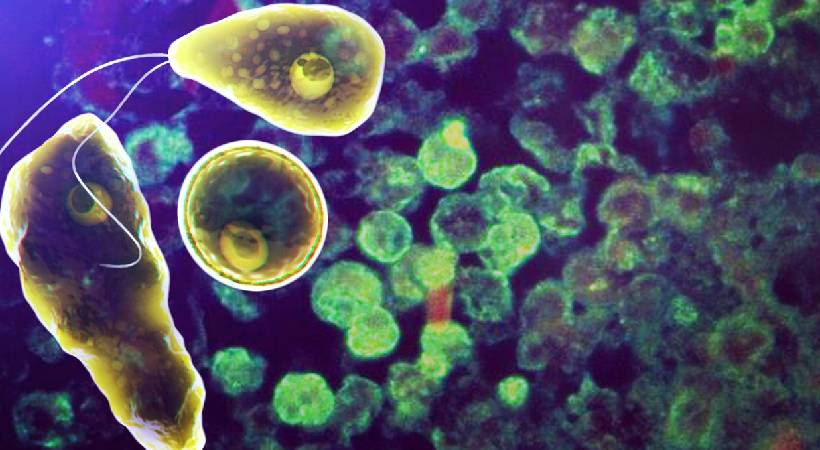 അമീബിക് മസ്തിഷ്ക ജ്വരം: ഈ വര്ഷം ആകെയുണ്ടായത് 17 മരണങ്ങള്; രോഗം ബാധിച്ചത് 66 പേര്ക്ക്: ആരോഗ്യവകുപ്പ്