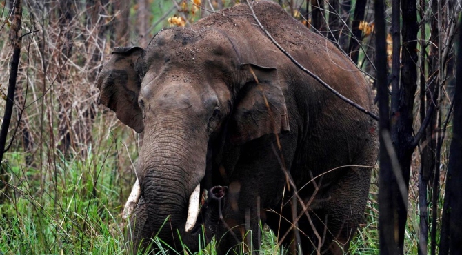 കോയമ്പത്തൂരിൽ കാട്ടാന ആക്രമണത്തിൽ 42 കാരന് ദാരുണാന്ത്യം