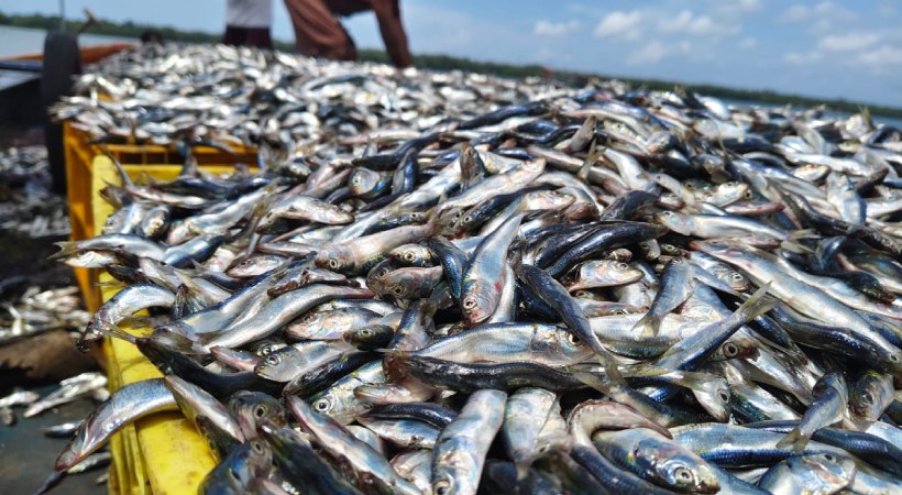 മത്തിയുടെ ലഭ്യതയിലെ ഏറ്റക്കുറച്ചിലുകള്‍ക്ക് കാരണം മണ്‍സൂണ്‍ മഴയും സമുദ്രത്തിലെ മാറ്റങ്ങളും: സിഎംഎഫ്ആര്‍ഐ പഠനം