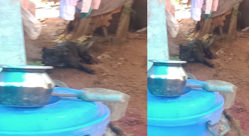 ആക്രമിക്കാൻ എത്തിയ നായയുടെ കാൽ വെട്ടിമുറിച്ചു; സംഭവം പാലക്കാട്