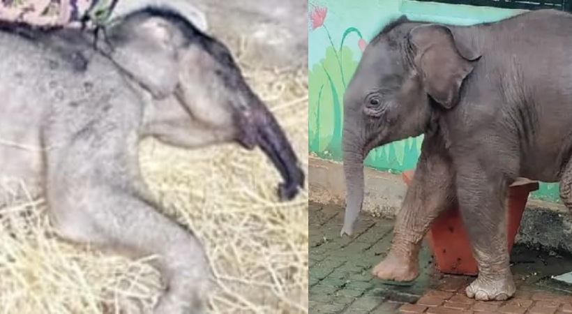 അന്ന് സ്കൂളിലെ കൗതുകമായി; ഇന്ന് നൊമ്പരക്കാഴ്ചയും; പുല്പ്പള്ളി ചേകാടി സ്കൂളിലെത്തിയ ആനക്കുട്ടി ചരിഞ്ഞു