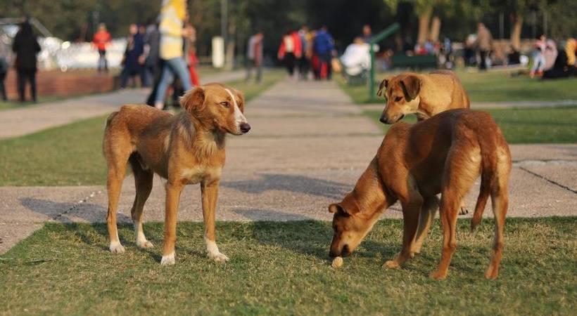 ഡൽഹിയിൽ പാര അത്ലറ്റിക് ചാമ്പ്യന്ഷിപ്പിനെത്തിയ വിദേശ പരിശീലകർക്ക് തെരുവ് നായ്ക്കളുടെ ആക്രമണം