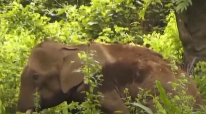 അതിരപ്പള്ളിയിൽ ചികിത്സ നൽകി മടക്കി അയച്ച കൊമ്പന്റെ നില അതീവ ഗുരുതരം