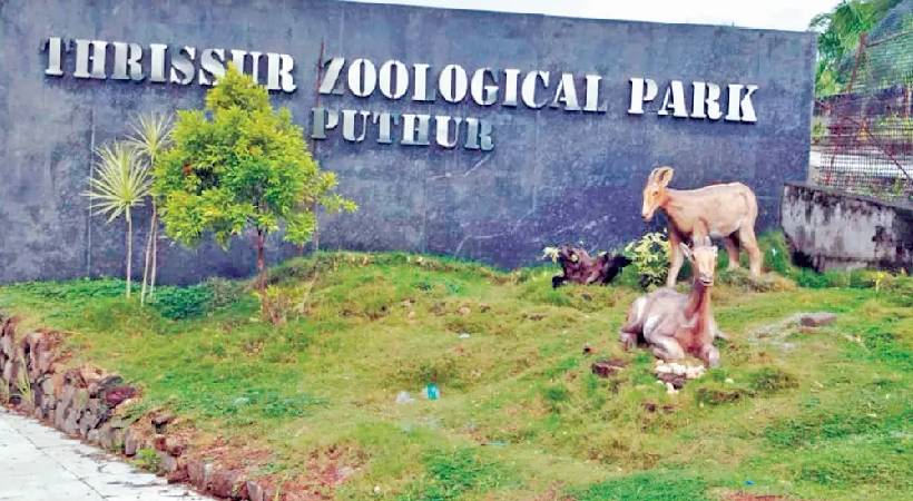 10 മാനുകൾ ചത്തു; പുത്തൂർ സുവോളജിക്കൽ പാർക്കിൽ ഗുരുതര സുരക്ഷാ വീഴ്ച