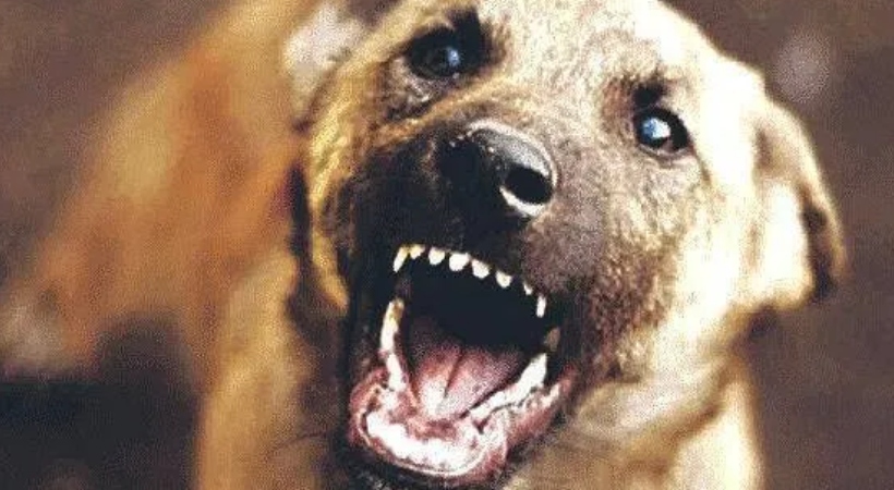 തെരുവുനായ ആക്രമണത്തില് പരുക്കേല്ക്കുന്നവര്ക്ക് നഷ്ടപരിഹാരം പ്രഖ്യാപിച്ച് കര്ണാടക സര്ക്കാര്