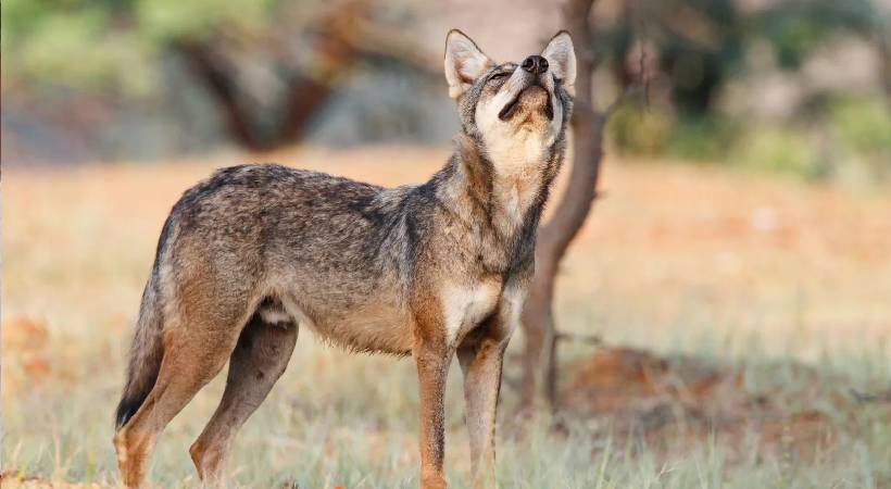 യുപിയിൽ വീണ്ടും ചെന്നായ ആക്രമണം; വീട്ടിൽ ഉറങ്ങി കിടന്ന കുട്ടിയെ കടിച്ചു കൊണ്ടുപോയി