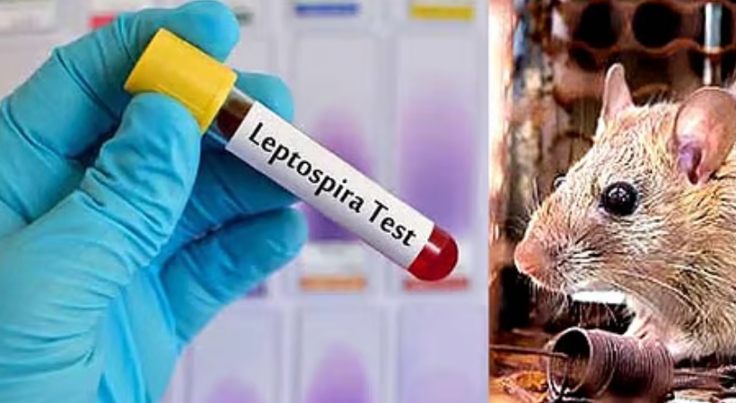 സംസ്ഥാനത്ത് പിടിവിട്ട് എലിപ്പനി; രോഗികൾ 5000 കടന്നു