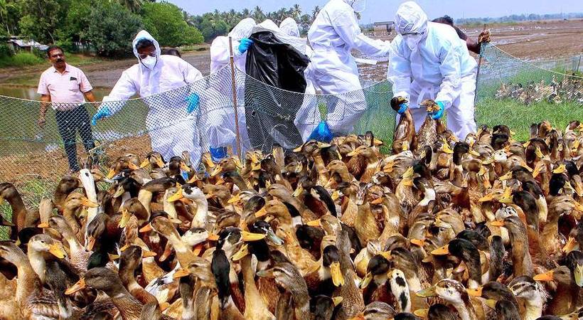 ആലപ്പുഴയിൽ വീണ്ടും ആശങ്ക; നാല് പഞ്ചായത്തിൽ പക്ഷിപ്പനി സ്ഥിരീകരിച്ചു