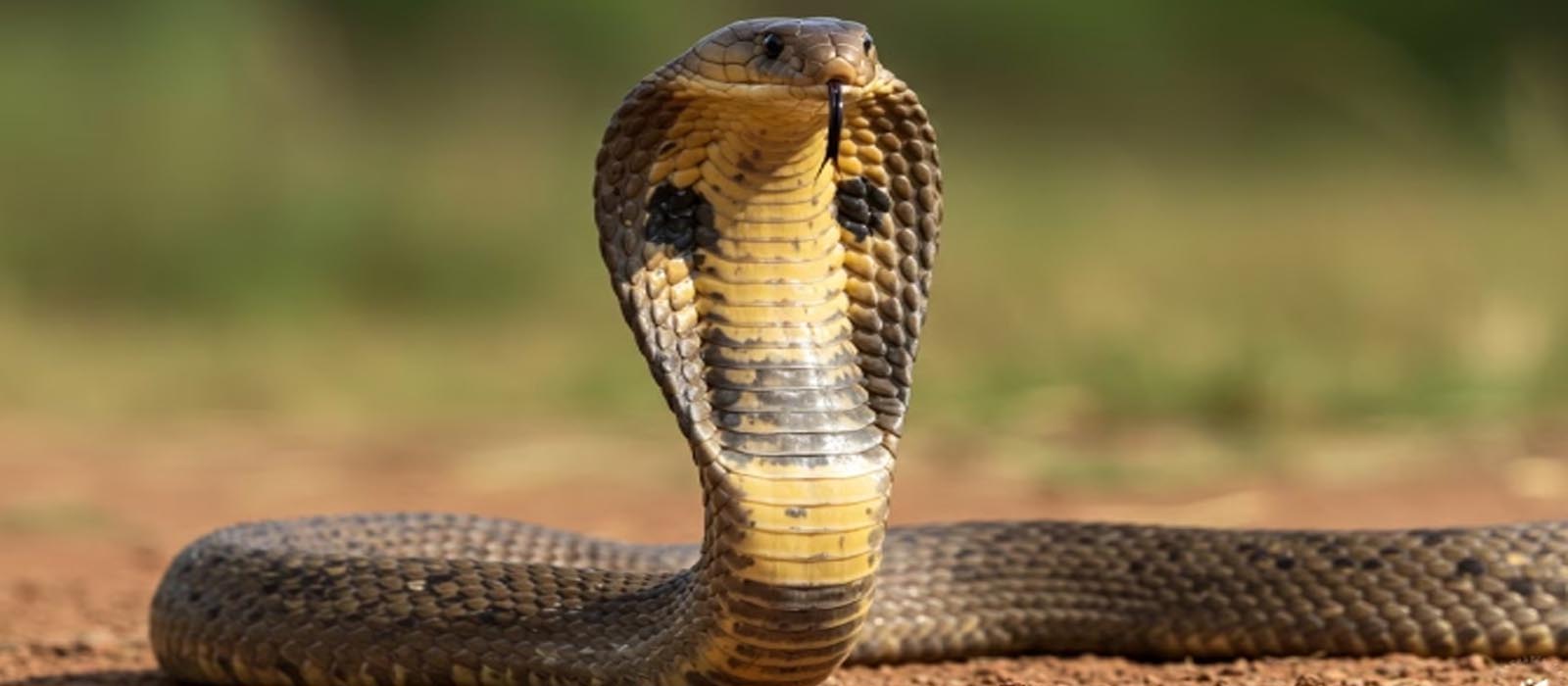 പാമ്പ് കടി ഏൽക്കാതിരിക്കാൻ ശ്രദ്ധിക്കേണ്ട കാര്യങ്ങൾ എന്തെല്ലാം? അറിയാം