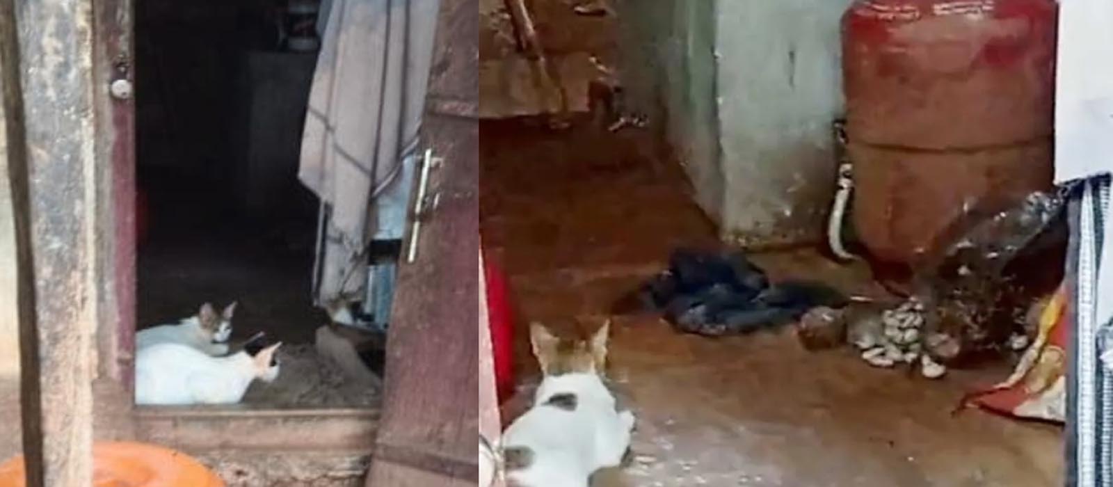 പൂച്ചകളുടെ കരുതല്; കോഴിക്കോട് മൂര്ഖന്റെ കടിയില് നിന്നും വീട്ടുകാരെ രക്ഷിച്ച് വളർത്തു പൂച്ചകൾ