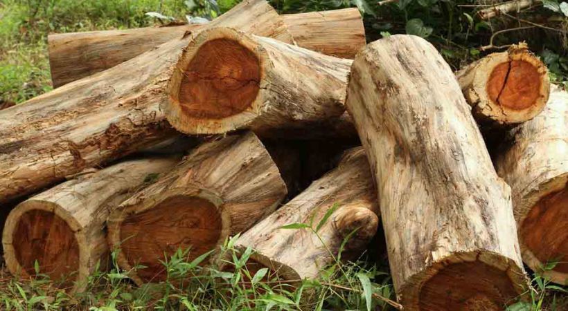 മുട്ടില്‍ മരംകൊള്ള: പുനരന്വേഷണം അനിശ്ചിതത്വത്തില്‍; ഫയല്‍ കൈമാറാത്ത റവന്യൂ വകുപ്പിന്റെ നീക്കത്തില്‍ ദുരൂഹത